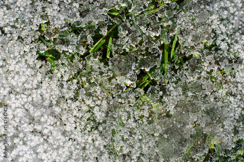 Obraz na płótnie Frozen ice crystals on grass in winter w salonie