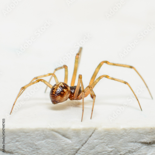 Obraz na płótnie Spider on white fabric close-up w salonie