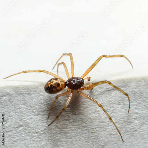 Obraz na płótnie Spider on white fabric close-up w salonie