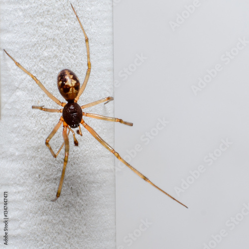 Obraz na płótnie Spider on white fabric close-up w salonie