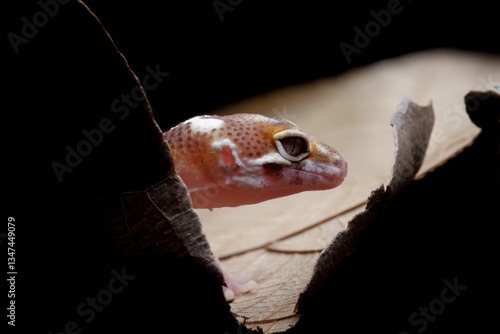 Obraz na płótnie baby leopard gecko behind dry leaves w salonie