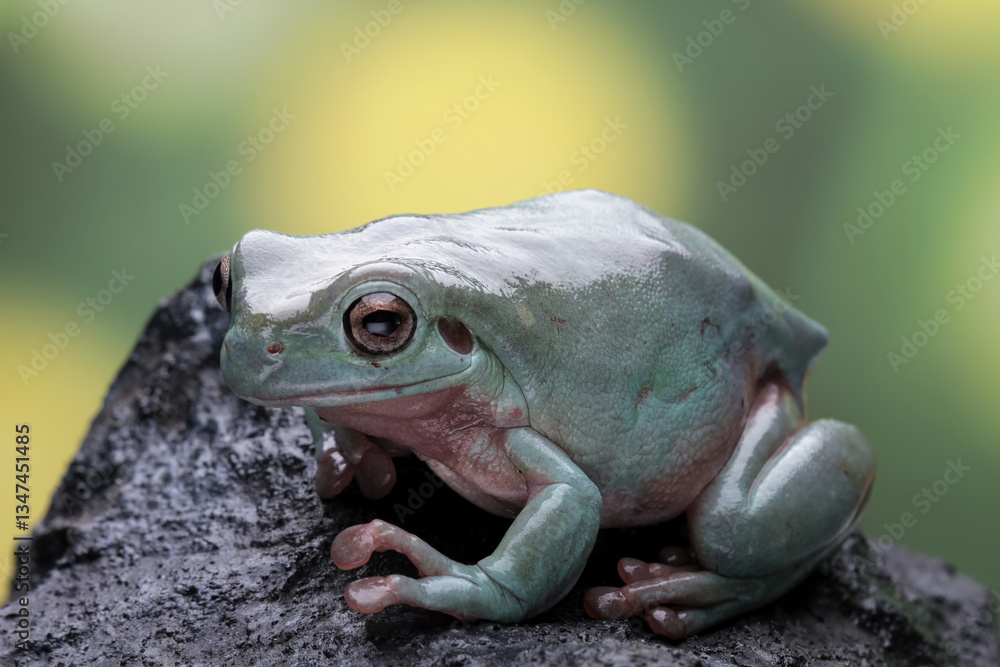 Green tree frogs on a branch, dumpy frog, animal closeup