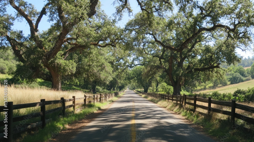 Scenic road lined with mature oak trees forming a canopy, wooden fences