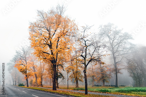 Fototapeta Naklejka Na Ścianę i Meble -  Mglisty park 