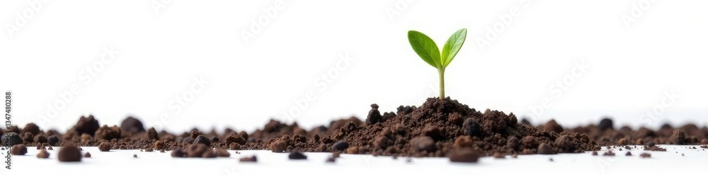 Isolated sprout on white background with soil, isolated, sprout, natural Isolated sprout on white background with soil, isolated, sprout, natural