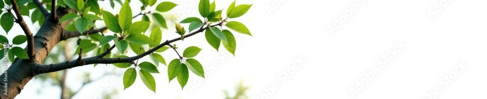 Fototapeta premium Isolated tree branches on white background with subtle shadows and texture, background, white