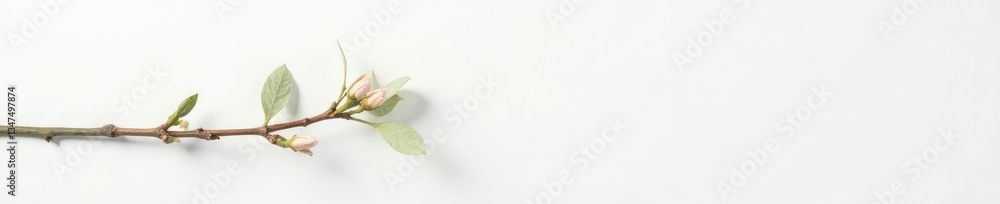Single branch on white background with subtle texture and natural light, gentle, simple, wood Single branch on white background with subtle texture and natural light, gentle, simple, wood