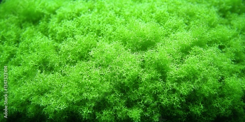 Close-up of vibrant green seaweed formation, aquatic plant textured carpet photo