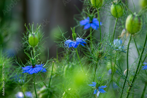 Nigella damascena bright blue ornamental beautiful flowering plants, love-in-a-mist devil in the bush flowers in bloom