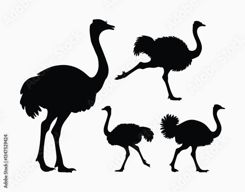 Ostrich Silhouette Vector Collection on a White Background