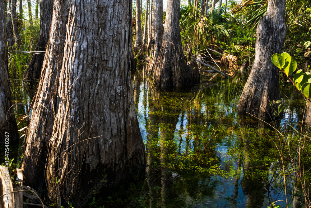 tree in the water