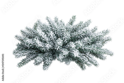 Flocked evergreen branches, festive winter greenery, holiday season, cut out transparent