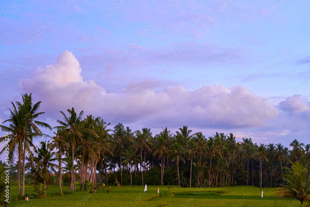Silhouette of palm trees at a beautiful colorful sunset in a rice field on the island of Bali.