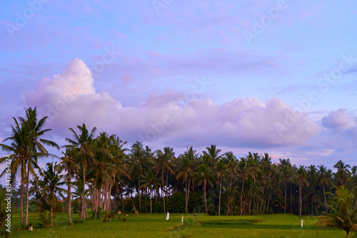 Obraz na płótnie Silhouette of palm trees at a beautiful colorful sunset in a rice field on the island of Bali. w salonie