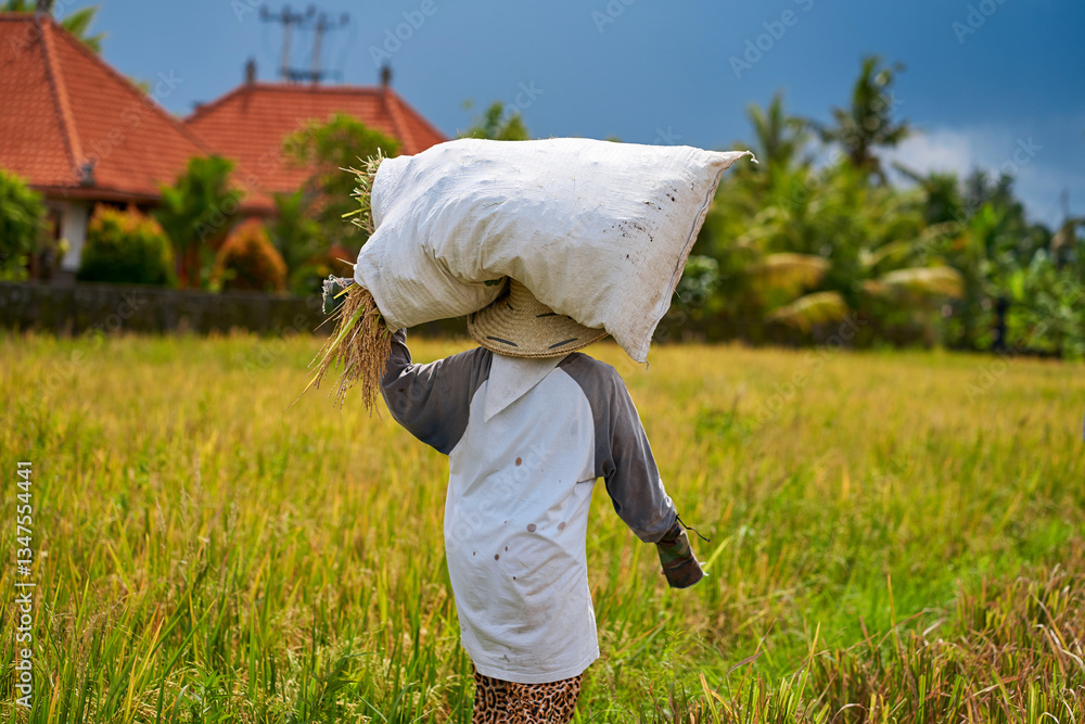 Harvest season in a rice field. An Asian farmer carries a bag of mowed rice on his head.