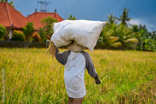 Obraz na płótnie Harvest season in a rice field. An Asian farmer carries a bag of mowed rice on his head. w salonie