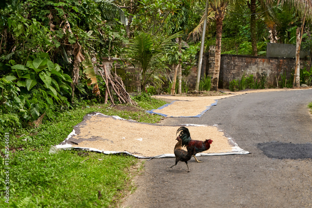 Local people dry grain on the road near their homes in Asia.