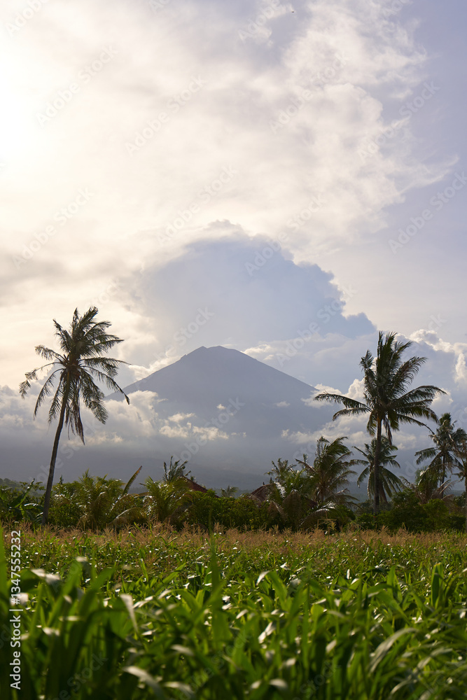 View of the mountain against a background of palm trees and a cornfield. Panorama of Agung volcano covered with clouds before sunset.