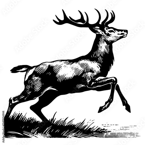 Stag Deer Jumping, Vector Illustration in Detailed Vintage Timeless Style