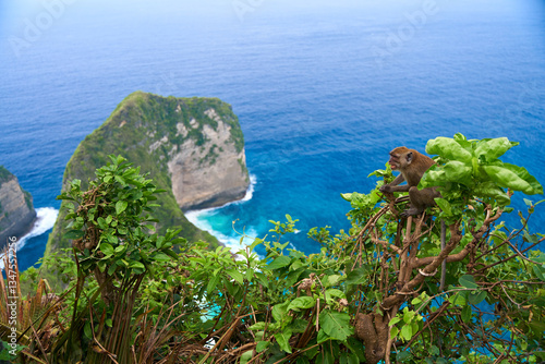 Canvas Print A monkey sits on a tree with a view of the ocean and a cliff on the island of Nusa Penida