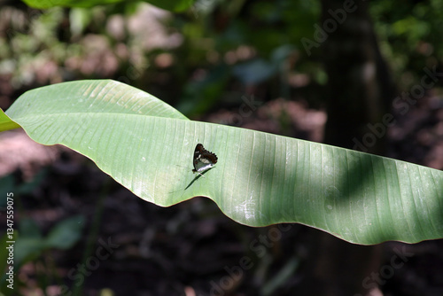 Exotic butterfly on a banana leaf.