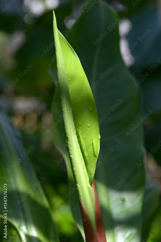 Obraz premium ボウカズラの新芽