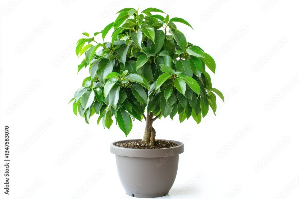 Fototapeta premium Ficus benjamina in a pot isolated on white background highlighting its lush and elegant weeping green foliage