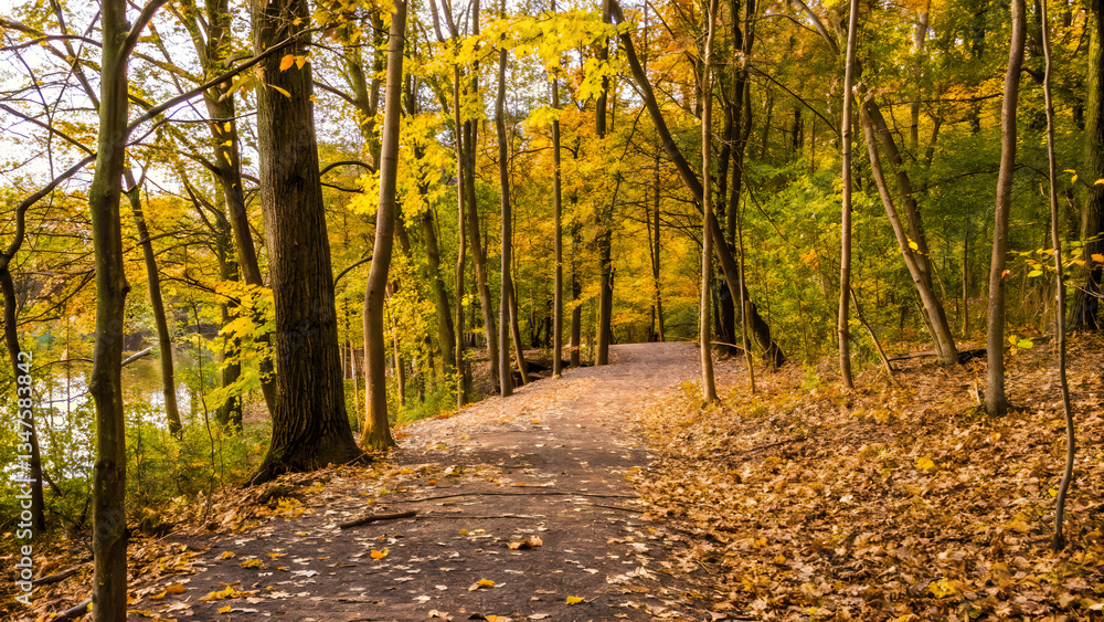 Obraz premium Beautiful autumn background with pathway through t
