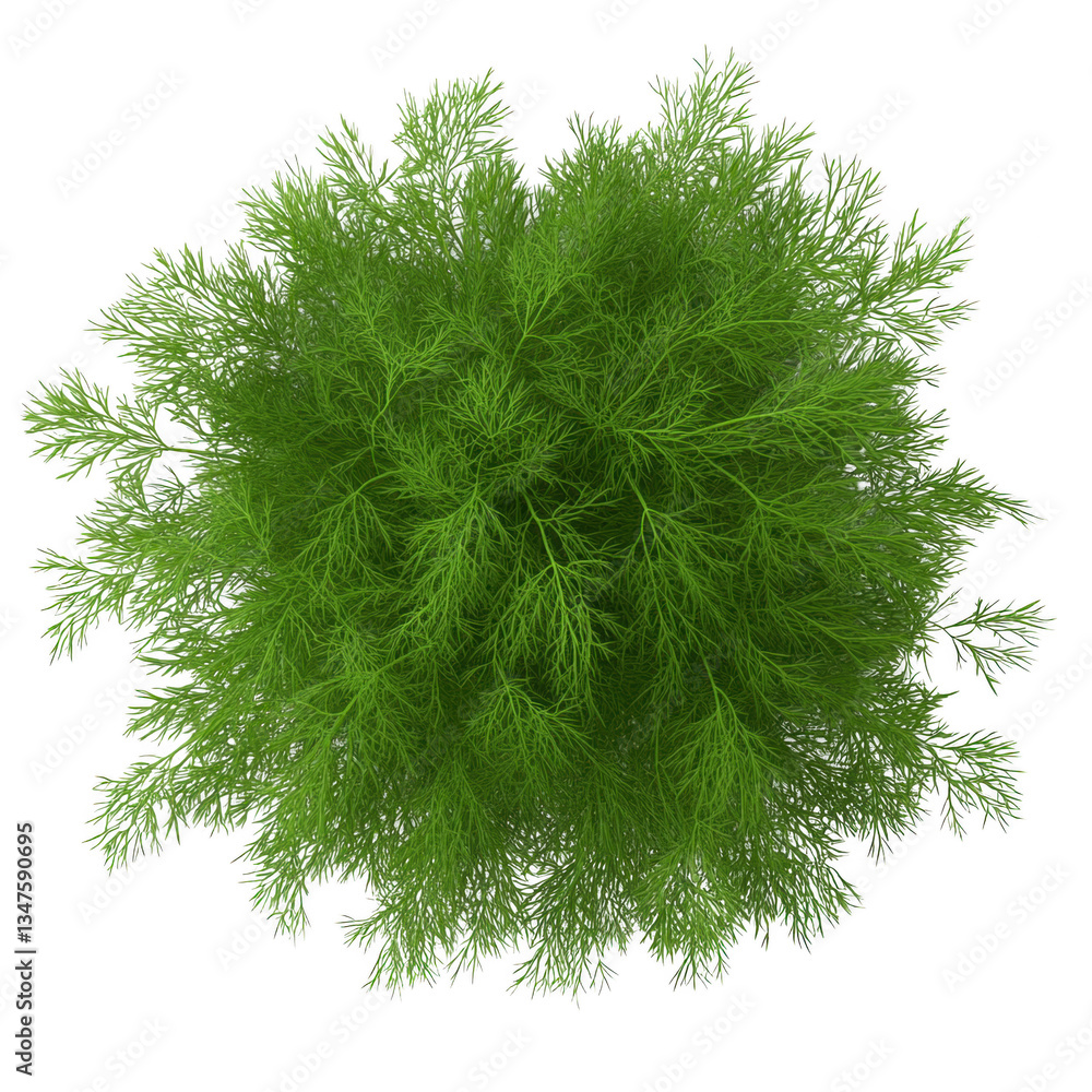 Fototapeta premium A small green plant with long green leaves. The plant is in the center of the image. The leaves are thin and pointy