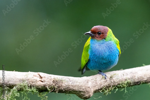 Cuadro en lienzo The bay-headed tanager, Tangara gyrola, is a medium-sized passerine bird