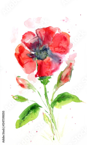 Red poppy flower painted with watercolors on a white background