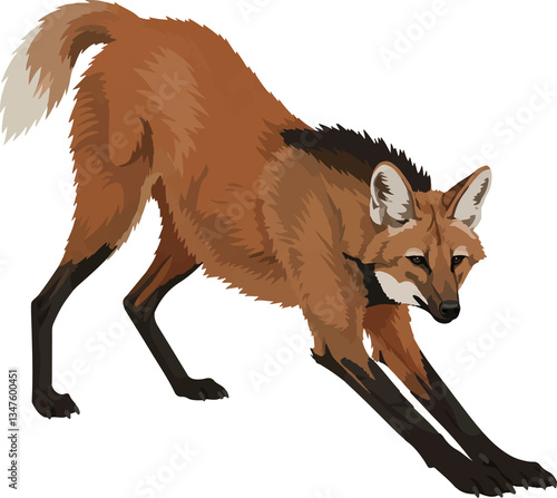 Maned Wolf (Chrysocyon brachyurus) – Vector art of the iconic red wolf of the South American savanna (Cerrado biome)