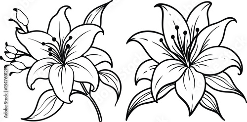 lily flower vector illustration