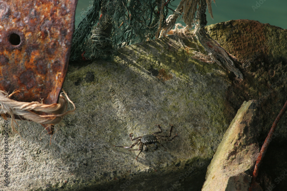 Obraz premium Hermit crab under a dock.