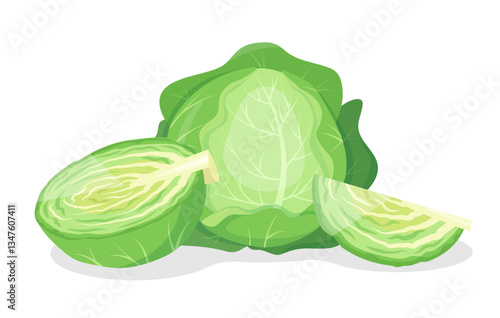 Green Cabbage vegetable. Whole and cut fresh cabbage. Green leaves farm plant and pieces. Organic healthy vegetarian food. Vector illustration isolated on white background.