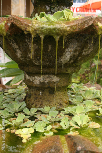 Water fountain with moss hanging over the edge.