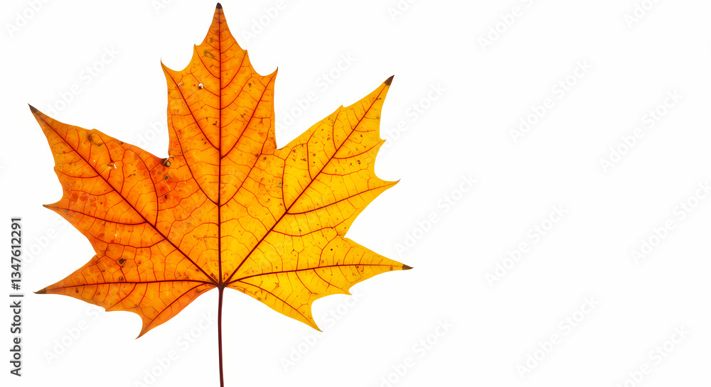 Autumn Maple Leaf CloseUp Autumn Maple Leaf CloseUp