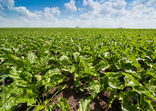 Fresh green sugar beet leaves close-up in a field stretching under bright sun...