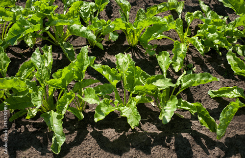 Close-up, top view of green sugar beet leaves in a field under bright sunlight