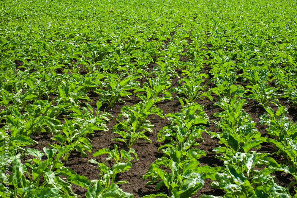 fresh leaves of sugar beets lines, field in rows stretching to the horizon fresh leaves of sugar beets lines, field in rows stretching to the horizon