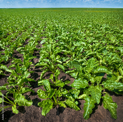 green field of sugar beets stretches to the horizon on rich soil under bright...