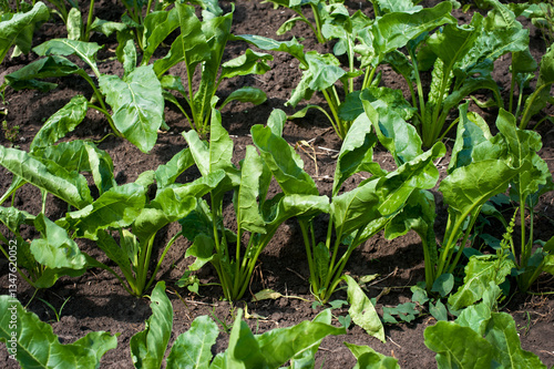 top view Close-up of green sugar beet leaves under bright sunlight