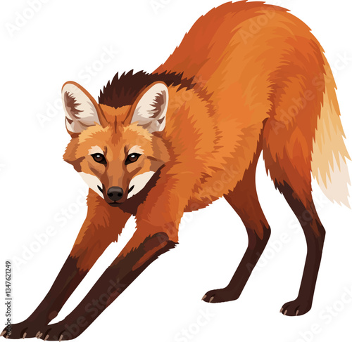 Maned Wolf (Chrysocyon brachyurus) – Vector art of the iconic red wolf of the South American savanna (Cerrado biome)