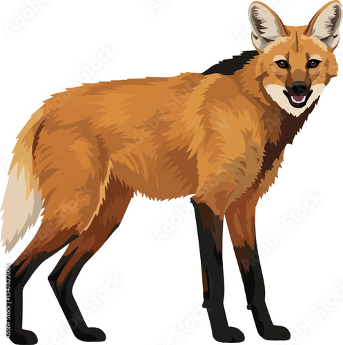 Maned Wolf (Chrysocyon brachyurus) – Vector art of the iconic red wolf of the South American savanna (Cerrado biome)