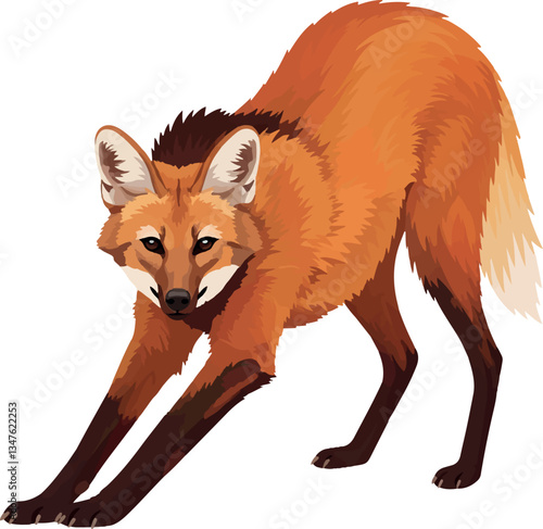 Maned Wolf (Chrysocyon brachyurus) – Vector art of the iconic red wolf of the South American savanna (Cerrado biome)