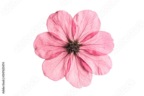 Delicate pink flower with veins, isolated, floral design element, cut out transparent
