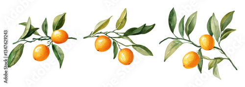Watercolor illustration of kumquat branches with ripe orange fruits and green leaves for botanical and citrus themed designs