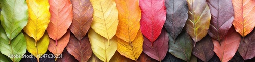 Wallpaper Mural Autumn leaves in vibrant colors arranged in a row. Torontodigital.ca