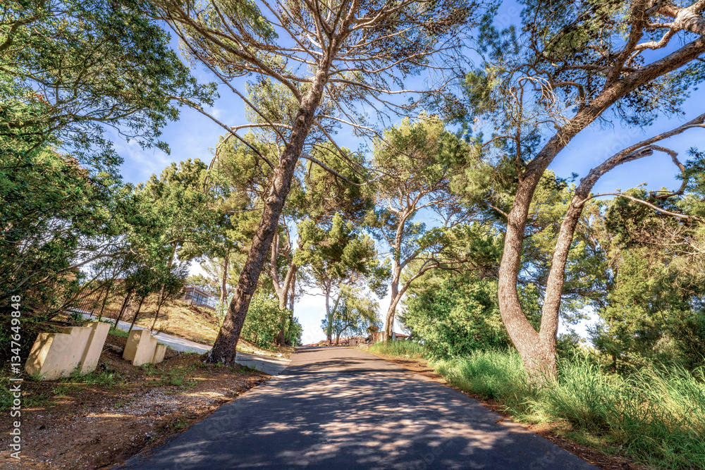 Tree lined countryside road rich with greenery and landscape during a beautiful Springtime day Tree lined countryside road rich with greenery and landscape during a beautiful Springtime day