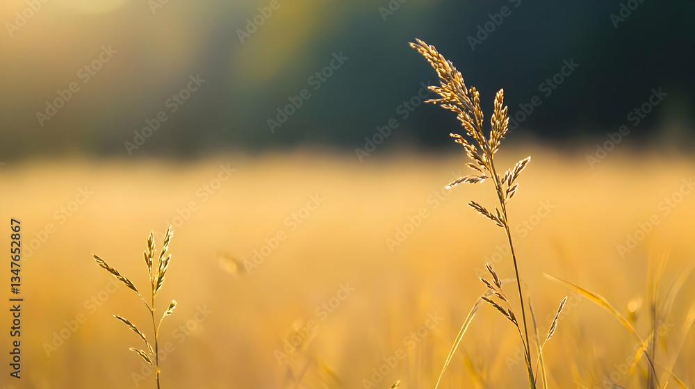 Fototapeta premium Golden Field With Tall Grass Illuminated By Sunlight During Summer Day with Blurred Background